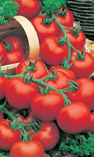 Томат СИБИРСКИЙ СКОРОСПЕЛЫЙ &mdash; Лучше сорта для Сибири просто нет! Надёжный! Любим за холодостойкость, великолепный вкус и урожайность!