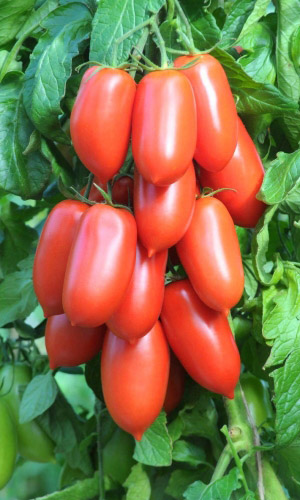 Томат СЛУЖЕБНЫЙ РОМАН &mdash; Уникальная урожайность! Великолепная лёжкость! Длительное плодоношение!