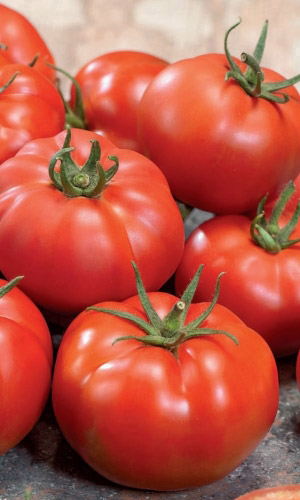 Томат СПАРТАКИАДА F1 &mdash; Современный, высокоурожайный гибрид! Устойчив к комплексу болезней!