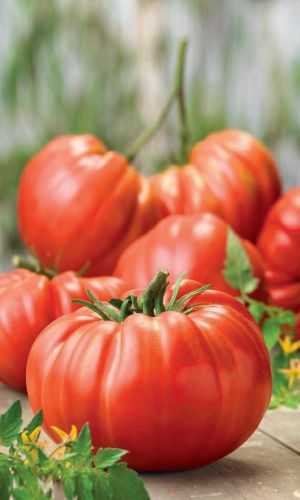 Томат СУПЕРГИГАНТ БРУТУС &mdash; Сказочный монстр-великан массой до 2 кг! Наивысшие вкусовые качества! До 10 плодов с каждого растения!