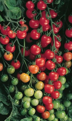 Томат СВИТ ЧЕРРИ F1 &mdash; Куст, как новогодняя ёлка, увешан кистями – гирляндами! И на стол и в засол!