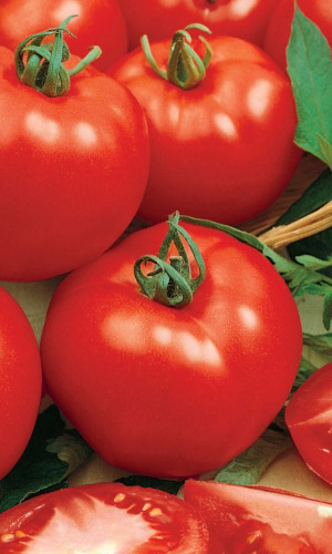 Томат ТИТАНИК F1