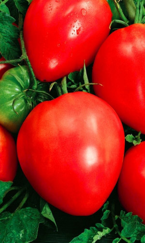 Томат УТРЕННЯЯ РОСА