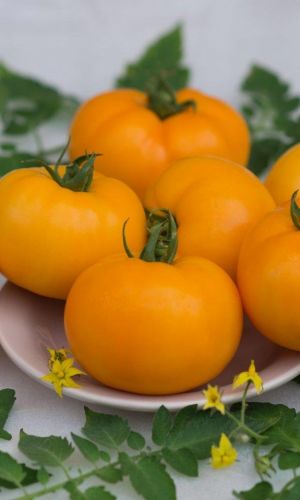 Томат ВИКИНГ &mdash; Не растрескивается! Мякоть нежная, сочная, сладкая! Сорт холодостойкий и устойчив к засухам!