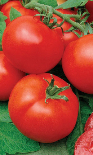 Томат ВОЛГОГРАДСКИЙ 323 &mdash; Вкус детства!