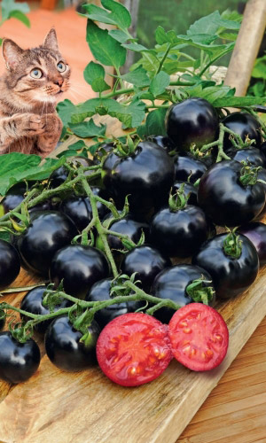 Томат ВСЕМ НА ЗАВИСТЬ® F1