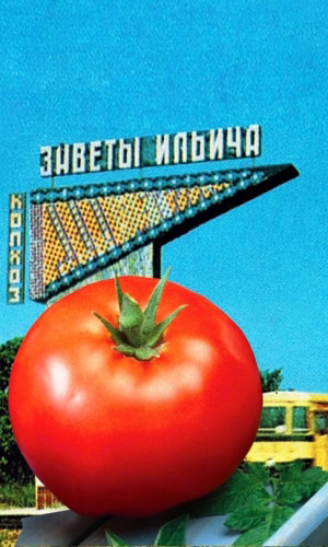 Томат ЗАВЕТЫ ИЛЬИЧА &mdash; Из самых надёжных сортов! Вкус как в детстве, плоды сладкие как персик, нежные, сахаристые, тающие во рту! Не требует сложного ухода! Устойчив к болезням!