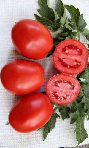 Томат ЗЕМЛЯК