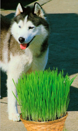 Трава ДЛЯ СОБАК