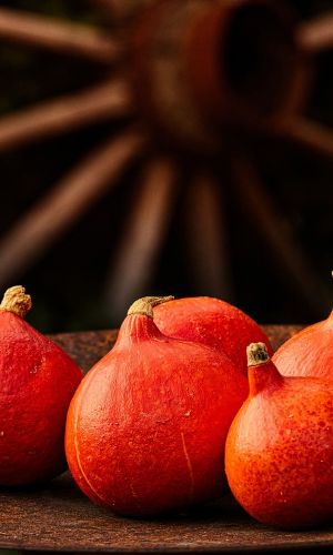 Тыква КРАСНОЕ СОЛНЦЕ