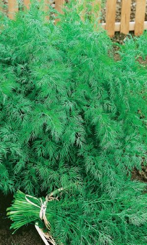 Укроп АЛЛИГАТОР