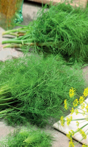 Укроп АВРОРА