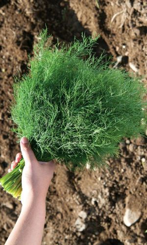Укроп КЛАВДИЯ