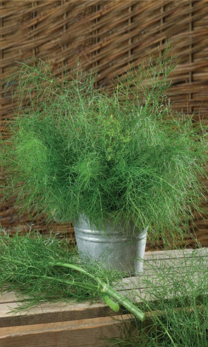 Укроп КРАСАВЧИК