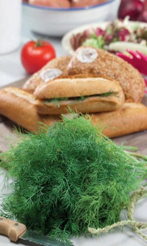 Укроп ЛОХМАТЫЙ САНЬКА