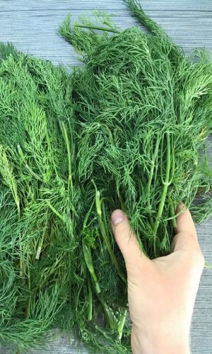 Укроп СМЕСЬ КУСТОВЫХ СОРТОВ