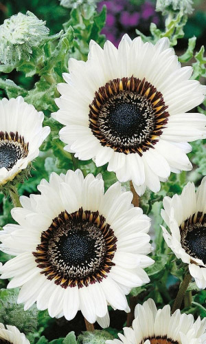 Венидиум пышный ПРИНЦ ЗУЛУ