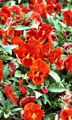 Виола для вазона ВОДОПАД СКАРЛЕТ С ПЯТНОМ