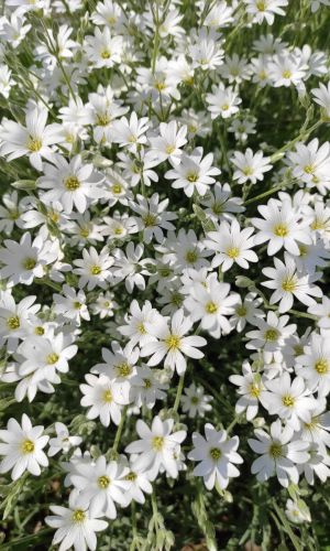 Ясколка СЕРЕБРЯНЫЙ КОВЁР