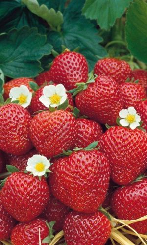 Земляника САМО СОВЕРШЕНСТВО®