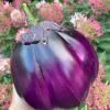 Баклажан ВИОЛЕТТА ДИ ФИРЕНЦЕ