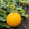 Дыня УРАЛЬСКИЙ СКОРОСПЕЛ