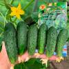 Огурец ДОЛЛАР F1